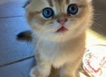 Boris - Scottish Fold Kitten For Sale - 