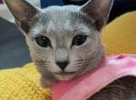 Dalilah - Russian Blue Cat For Sale - 