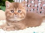 Eden - British Shorthair Kitten For Sale - Pembroke Pines&comma; FL&comma; US