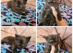 Jet black male mc - Maine Coon Kitten For Sale - Frenchtown&comma; MI&comma; US