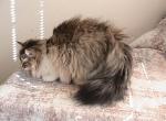 Riley Siberian - Siberian Kitten For Sale - 
