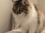 Riley Siberian - Siberian Kitten For Sale - 