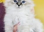J6 - Siberian Kitten For Sale - Chicago&comma; IL&comma; US