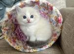 Moonlight - Ragdoll Kitten For Sale - Plymouth&comma; MN&comma; US