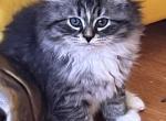 J61 - Siberian Kitten For Sale - Chicago&comma; IL&comma; US