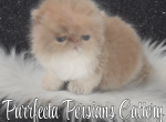 Cfa registered cream and white male - Persian Kitten For Sale - Woodburn&comma; IN&comma; US