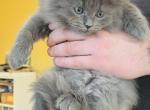 J63 - Siberian Kitten For Sale - Chicago&comma; IL&comma; US
