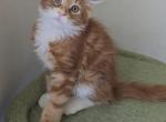 Cody - Domestic Cat For Adoption - NY&comma; US