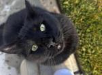 Kimchee - Domestic Cat For Adoption - CA&comma; US