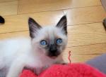 Seal and choc boys and girl - Siamese Kitten For Sale - Wayland&comma; MA&comma; US