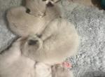 Purebred bicolor seal point male kitten - Ragdoll Kitten For Sale - Beavercreek&comma; OH&comma; US