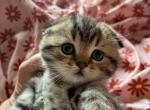 Scottish fold dolls - Scottish Fold Kitten For Sale - 