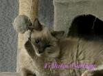 Percy - Ragdoll Kitten For Sale - 