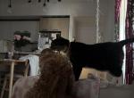 Tootsie - Domestic Cat For Adoption - Estero&comma; FL&comma; US
