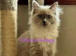 Willow - Ragdoll Kitten For Sale - Joplin&comma; MO&comma; US