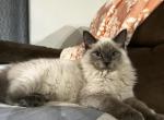 Caspian - Ragdoll Kitten For Sale - Joplin&comma; MO&comma; US