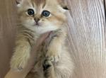 Golden and silver bears - Scottish Fold Kitten For Sale - 