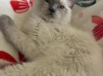 Moose - Ragdoll Kitten For Sale - Joplin&comma; MO&comma; US