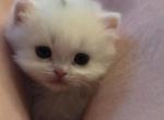 Sprinkle - Minuet Kitten For Sale - Denver&comma; CO&comma; US