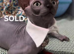 Fiona - Sphynx Kitten For Sale - Orlando&comma; FL&comma; US