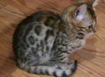 She Hulk - Bengal Kitten For Sale - 