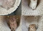 Scottish kittens - Scottish Fold Kitten For Sale - Tacoma&comma; WA&comma; US