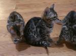 Scary Spice - Bengal Kitten For Sale - 