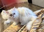 Lily an All White Sweet Girl - Persian Kitten For Adoption - Las Vegas&comma; NV&comma; US