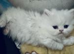 Selkirk Rex kittens - Selkirk Rex Kitten For Sale - 