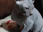 MILO - Sphynx Kitten For Sale - Taunton&comma; MA&comma; US
