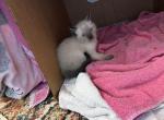 Corn Bread - Siamese Kitten For Sale - Winder&comma; GA&comma; US