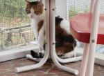 Miss Puss - Domestic Cat For Adoption - Williamston&comma; NC&comma; US