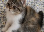 Beretta - Exotic Kitten For Sale - Saint Petersburg&comma; FL&comma; US