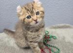 Teo - American Curl Kitten For Sale - FL&comma; US