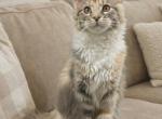 Lucky - Maine Coon Kitten For Sale - 