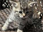 Female kittens - Domestic Kitten For Sale - Montgomery&comma; MA&comma; US