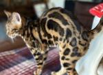 Bengal Female - Bengal Kitten For Sale - Santa Clarita&comma; CA&comma; US