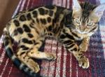 Bengal Female - Bengal Kitten For Sale - Santa Clarita&comma; CA&comma; US