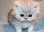 CFA Female Shaded Silver Persian Kitten - Persian Kitten For Sale - 