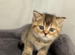 Scottish Fold Golden Ticked Male Alexander - Scottish Fold Kitten For Sale - 