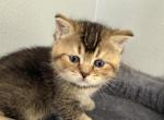 Scottish Fold Golden Ticked Female AMBER - Scottish Straight Kitten For Sale - Odessa&comma; FL&comma; US