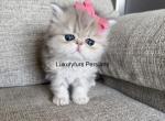 Lea - Persian Kitten For Sale - 
