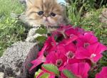 Solo - Persian Kitten For Sale - 