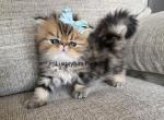 Tiger - Persian Kitten For Sale - Fort Worth&comma; TX&comma; US