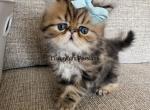 Lion - Persian Kitten For Sale - 