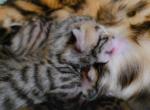 SpringLitter - Bengal Kitten For Sale - Sterling&comma; CT&comma; US