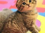 Lily - Scottish Fold Kitten For Sale - 