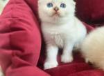 Hugo - Scottish Fold Kitten For Sale - Empire State&comma; NY&comma; US