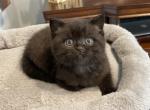 Chanel - Scottish Straight Kitten For Sale - Chicago&comma; IL&comma; US