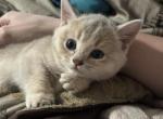 Lilac golden shaded shorty - Munchkin Kitten For Sale - White Deer&comma; TX&comma; US